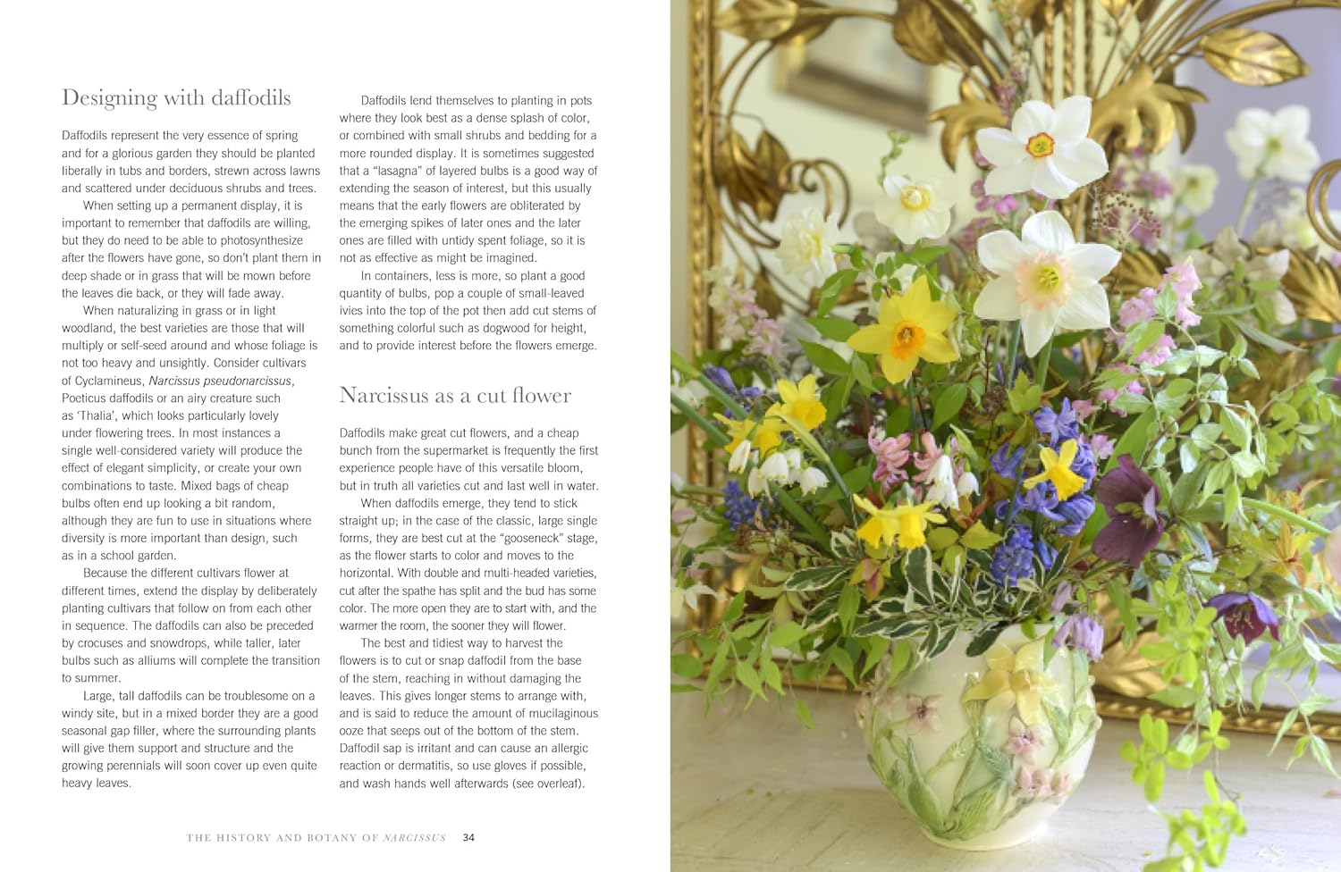 Book cover of 'Daffodils' with colorful daffodil flowers on a dark background