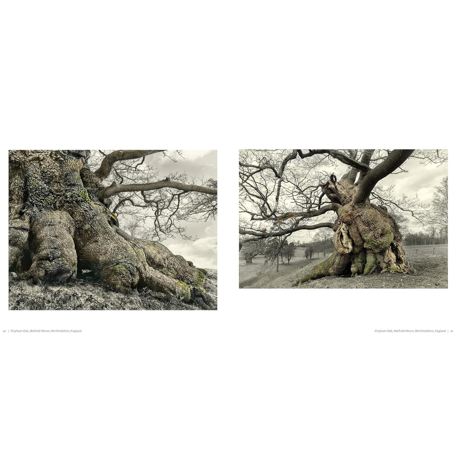 Book cover of 'oak, from seed to ancient tree', a book of photographs and essays about oak trees.