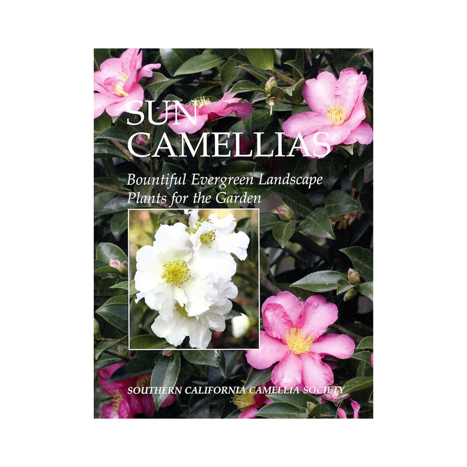 Book cover with pink and white camellia flowers and text about sun camellias.