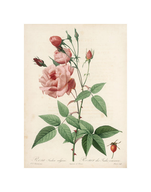 ROSA INDICA VULGARIS ART PRINT - The Huntington Store