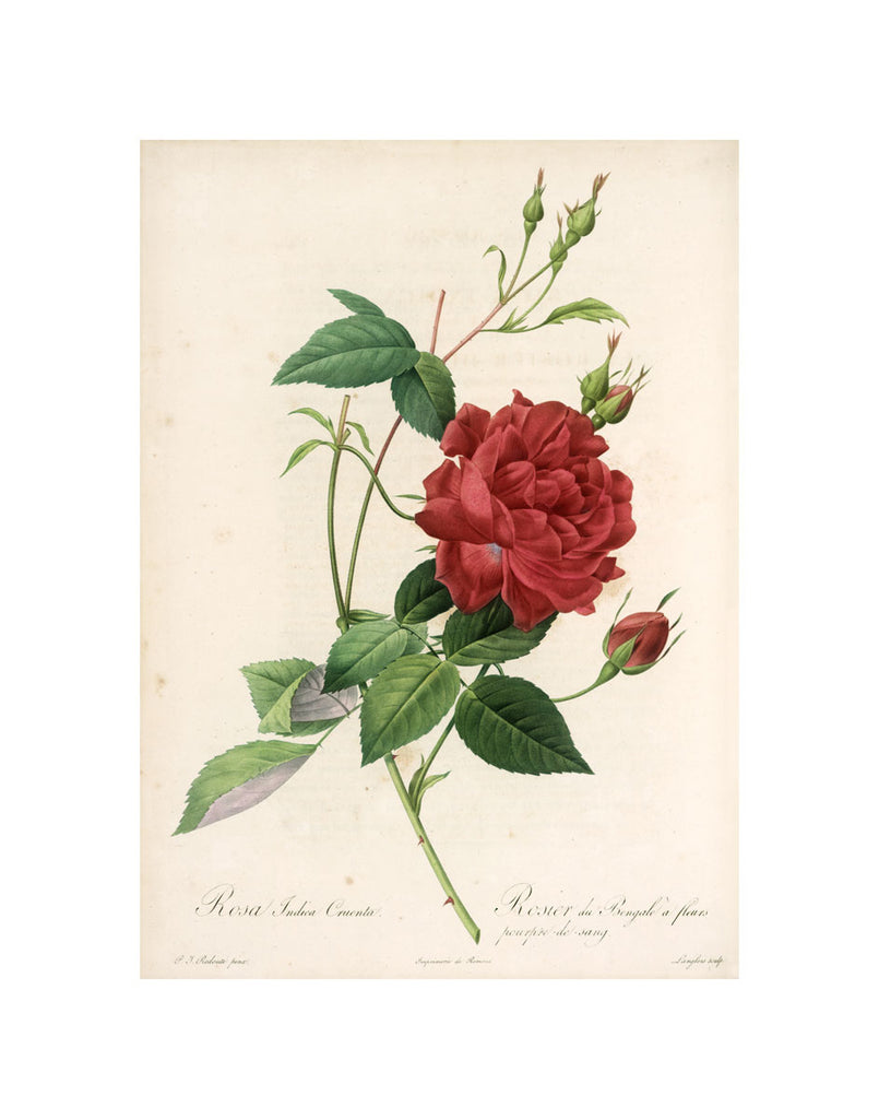 By Pierre Joseph Redouté, Bibliotheca Botanica Rosarum, 1817-1824. This ruby-red rose is one of the prints featured in the Huntington Rose Garden Tearoom, the original of which resides in The Huntington's Art Collections. High-quality reproduction art print. Matte finish. 11" x 14" Exclusive to the Huntington Store.
