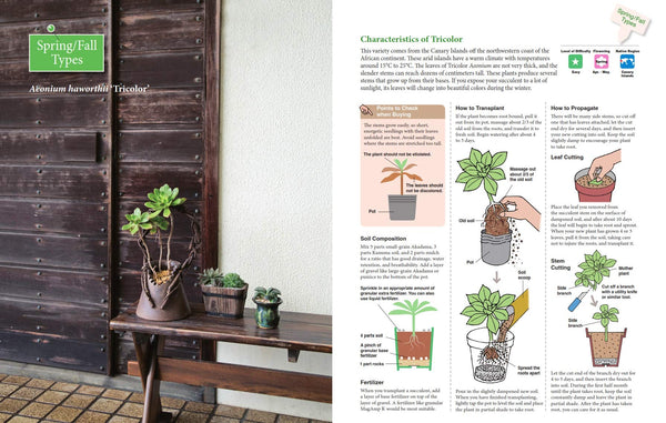 the gardeners guide to succulents A BEGINNER'S GUIDE TO SUCCULENT GARDENING