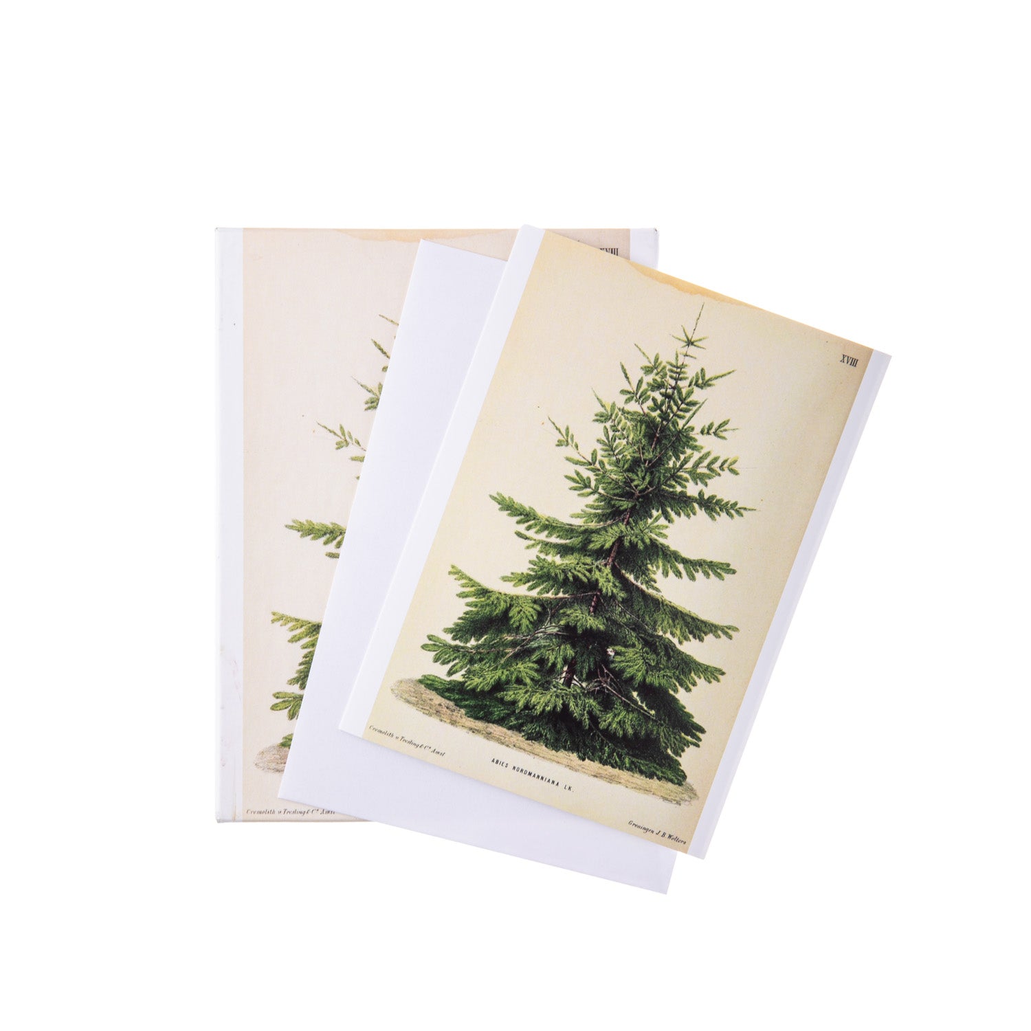 Elevate your holiday greetings with this boxed set of Christmas cards, showcasing a vintage illustration of a Nordic fir tree by J.B. Wolters from 1900.