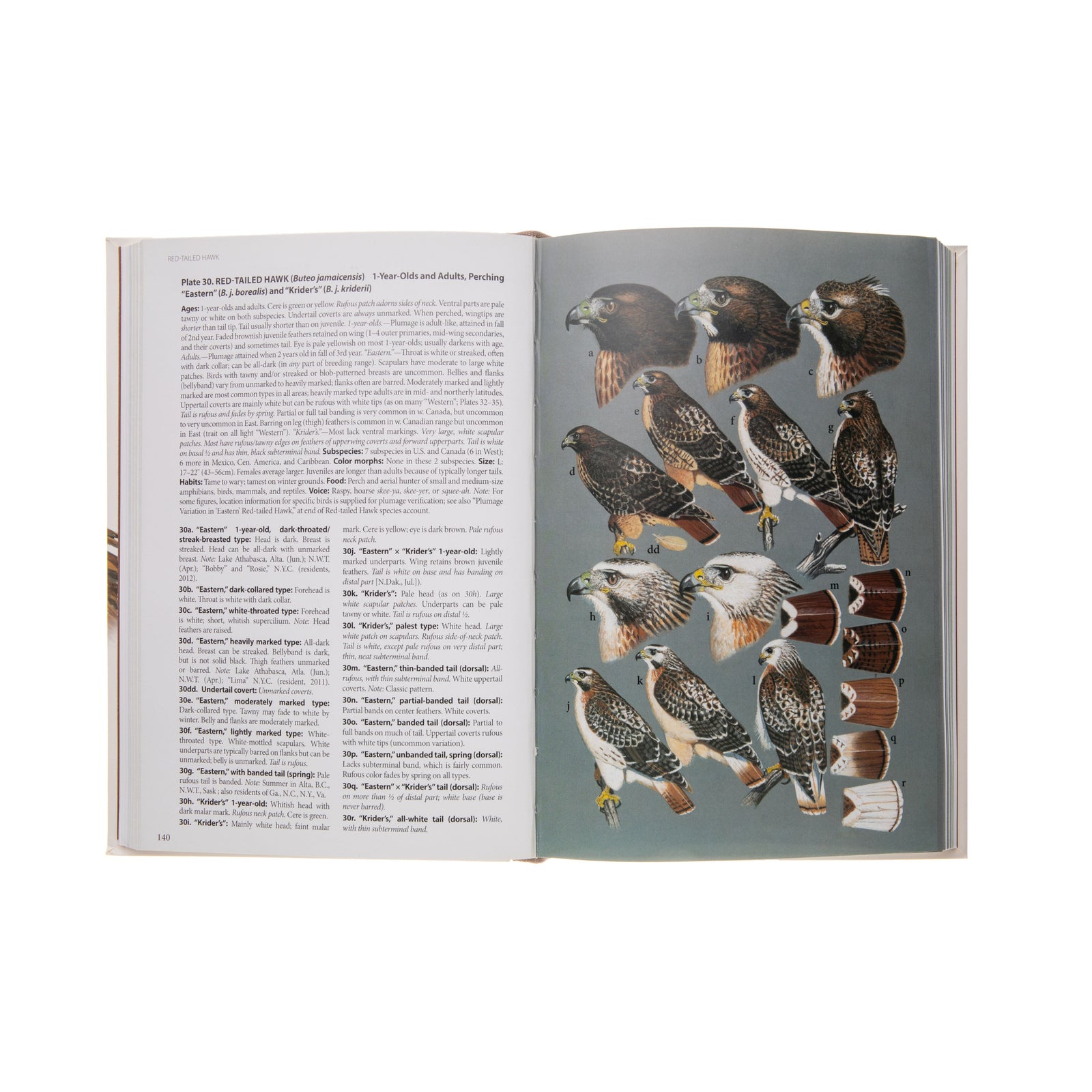 This field guide from author Brian Wheeler titled Birds of Prey of the West is a reference guide to iconic birds of prey located all around North America. 