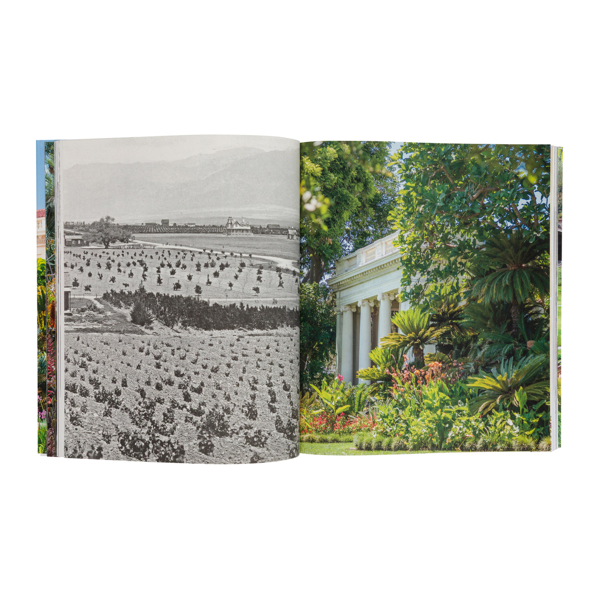 THE HUNTINGTON LIBRARY, ART COLLECTIONS AND BOTANICAL GARDENS : CULTIVATING CURIOSITY