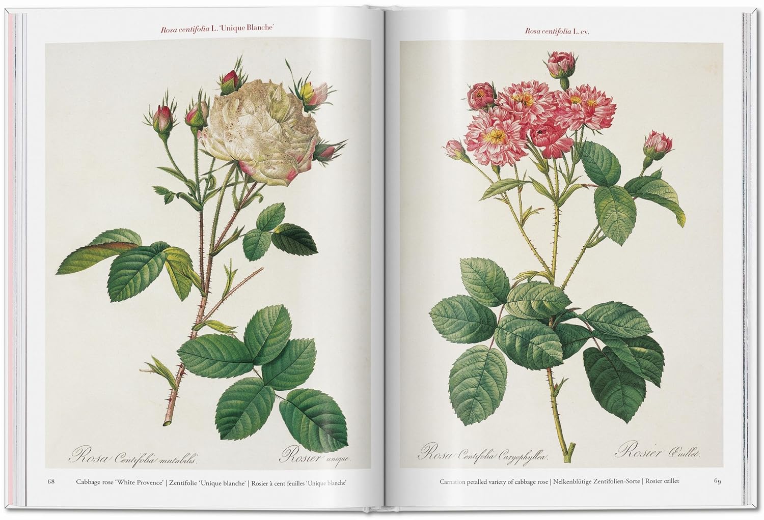 Pierre-Joseph Redouté is historically considered one of the best painters of botanical illustrations. In this exquisite edition of Roses by Taschen, Redouté turns his attention to the most romantic and evocative flower. Originally published in three volumes between 1817 and 1824. 191 pages Hardcover
