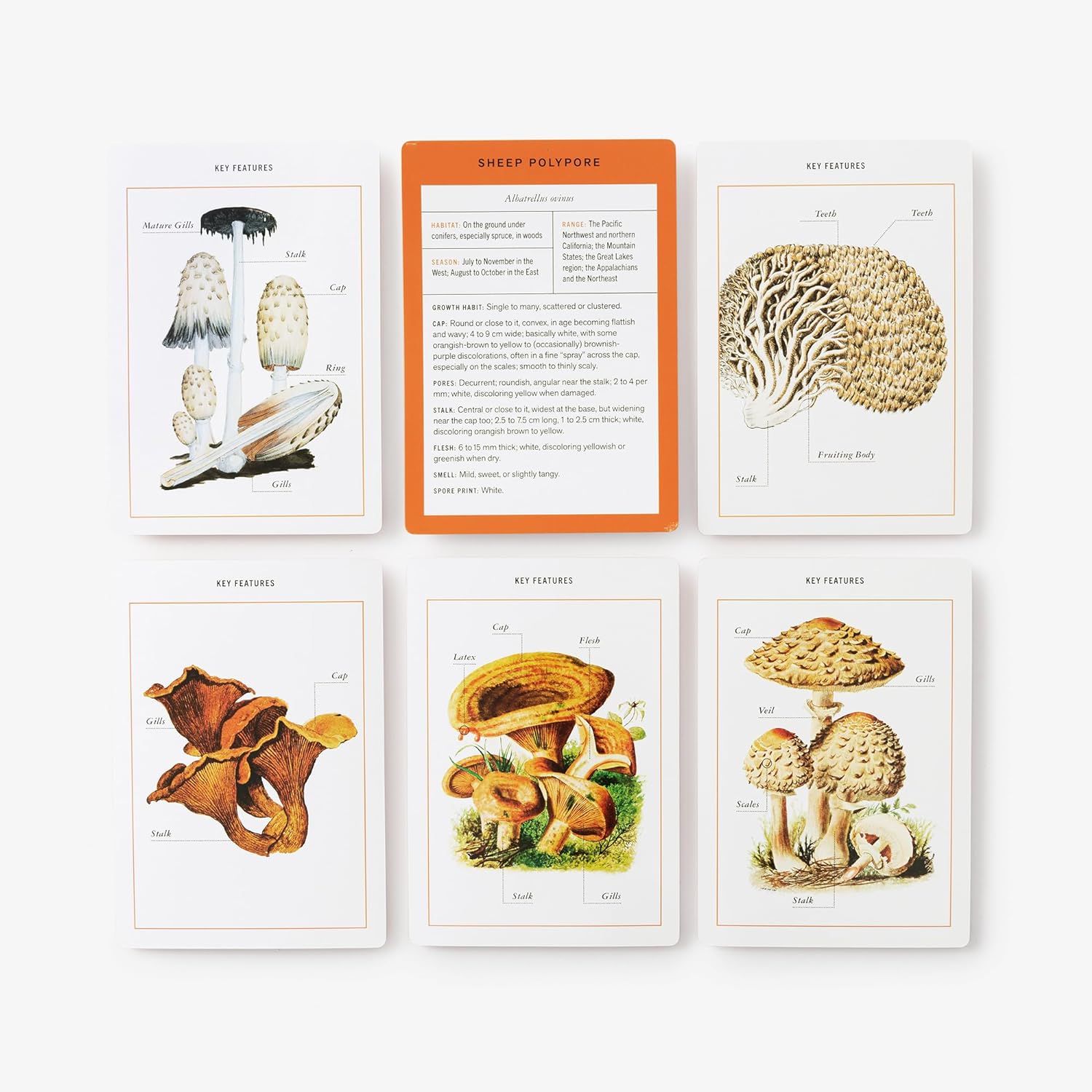 Box of New York Botanical Garden mushroom identification flashcards on a white background