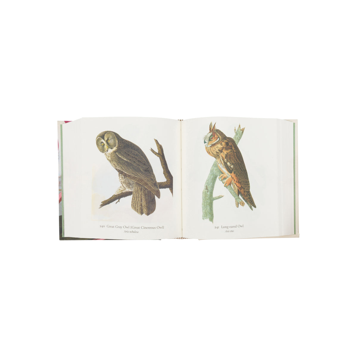 AUDUBON'S  BIRDS OF AMERICA: THE TINY FOLIO