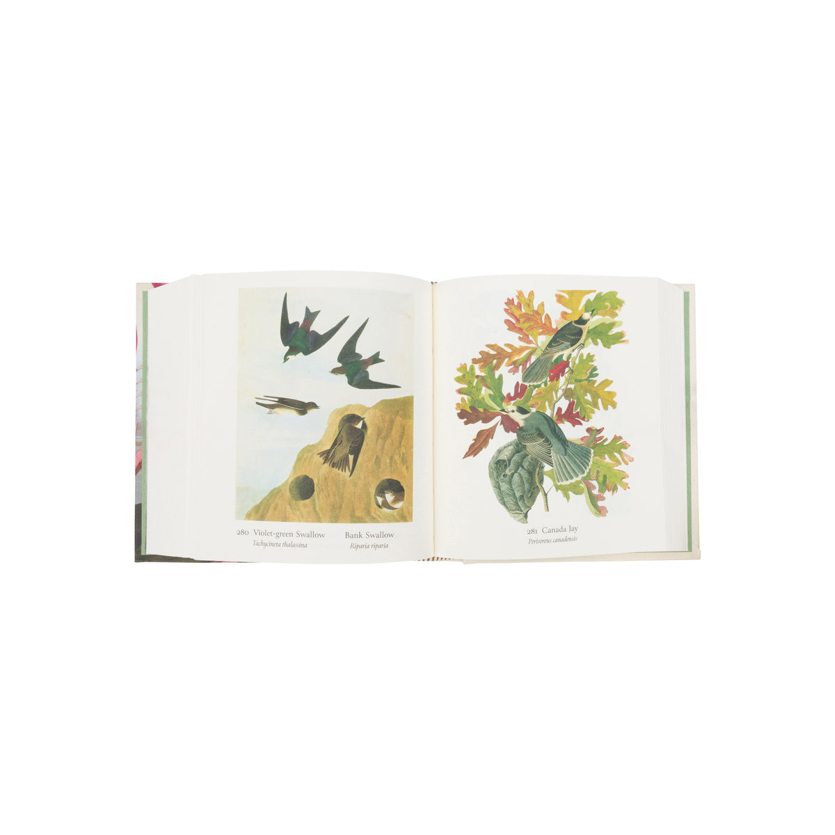 AUDUBON'S  BIRDS OF AMERICA: THE TINY FOLIO