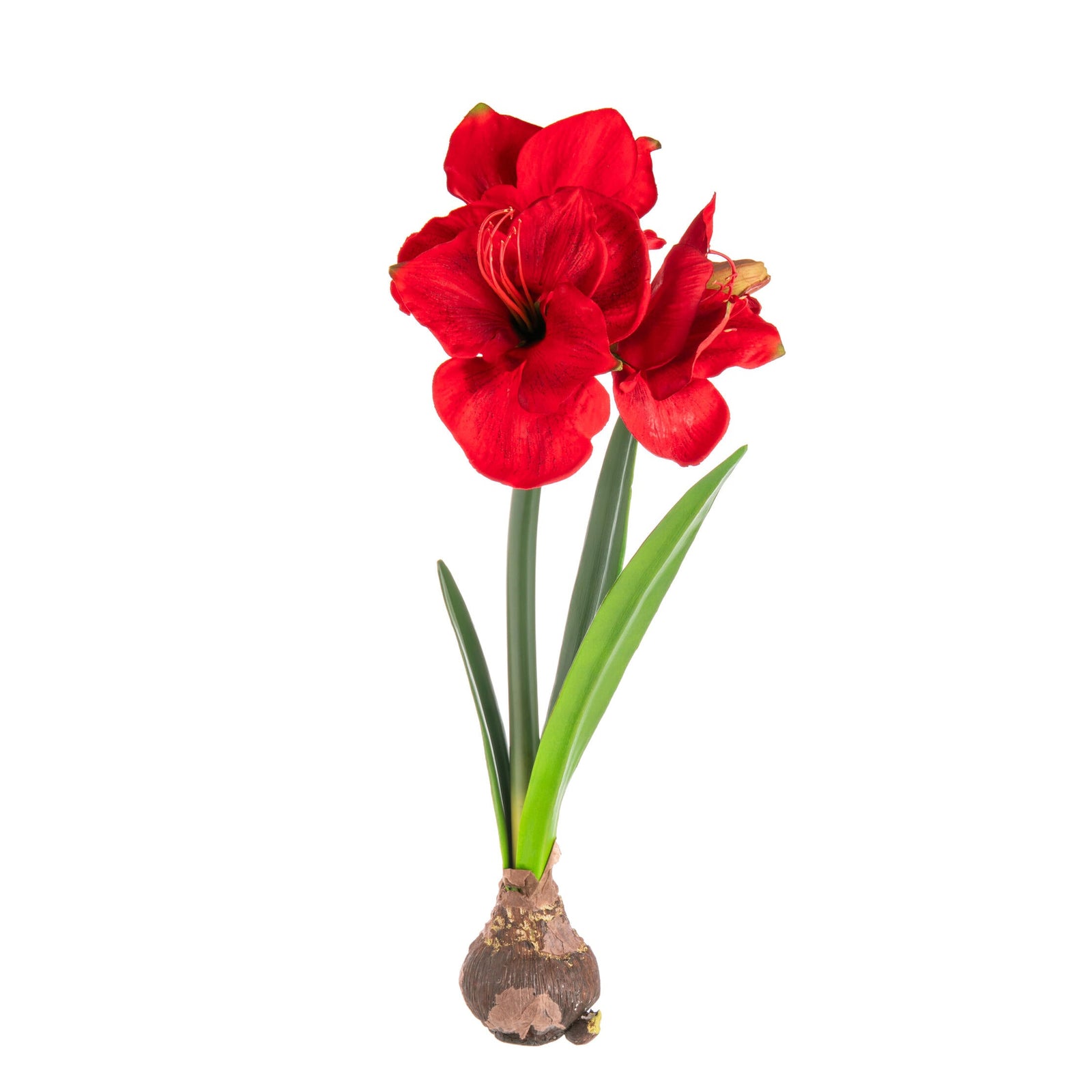 Red amaryllis bulb with flowers on a white background