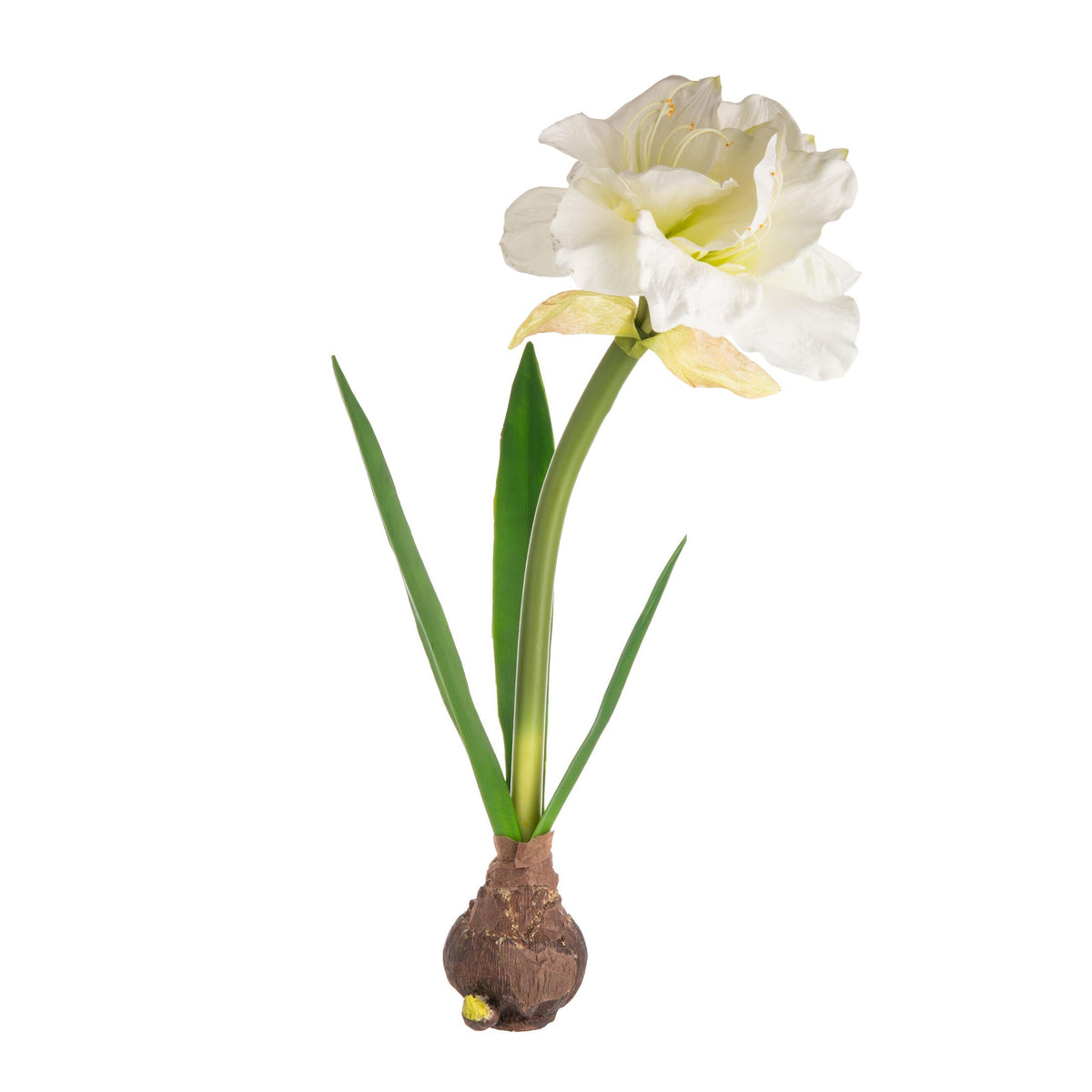White amaryllis flower with roots on a white background