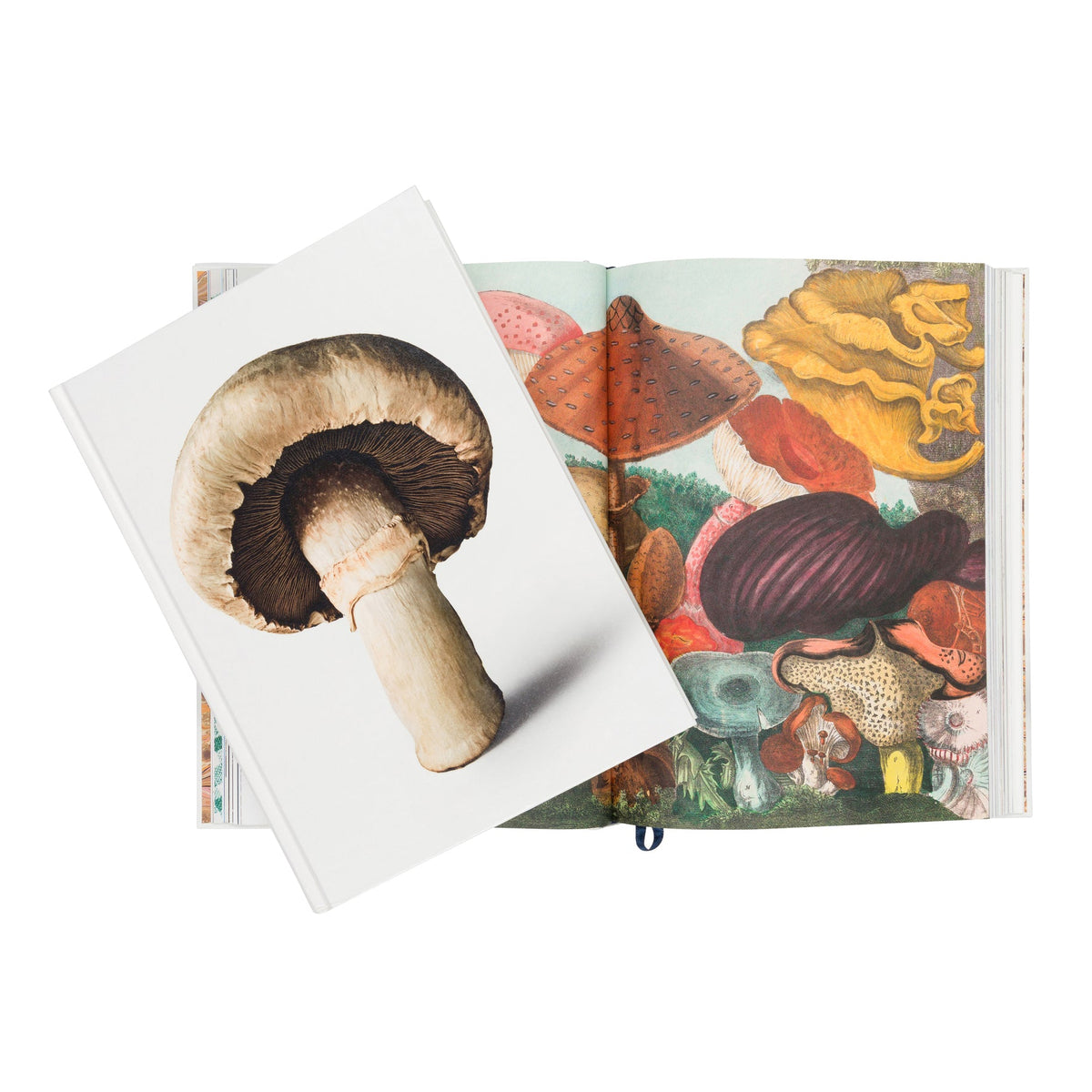 An open illustrated book showing colorful mushroom drawings on the right page, with a white card featuring a large mushroom photograph placed on top, photographed on a light gray background.