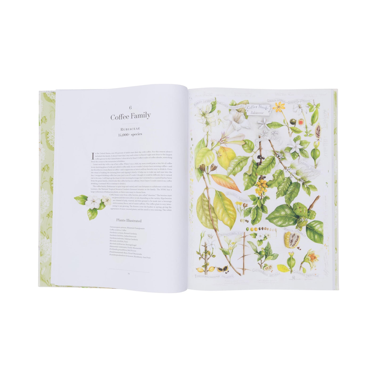 Book titled 'The Album of Plant Families' with floral design on cover
