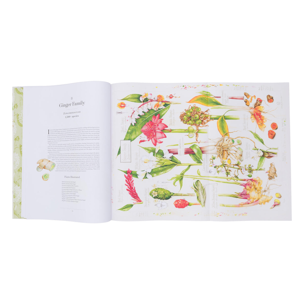 THE ALBUM OF PLANT FAMILIES: AN ILLUSTRATED EXPLORATION OF NATURE'S BEAUTY AND BOUNTY