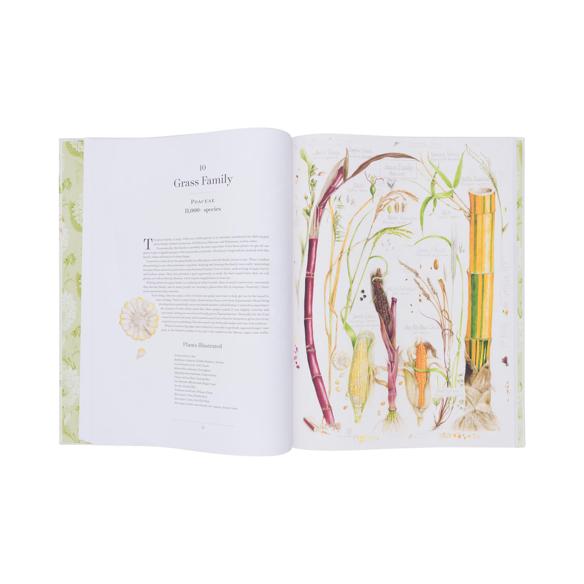 THE ALBUM OF PLANT FAMILIES: AN ILLUSTRATED EXPLORATION OF NATURE'S BEAUTY AND BOUNTY