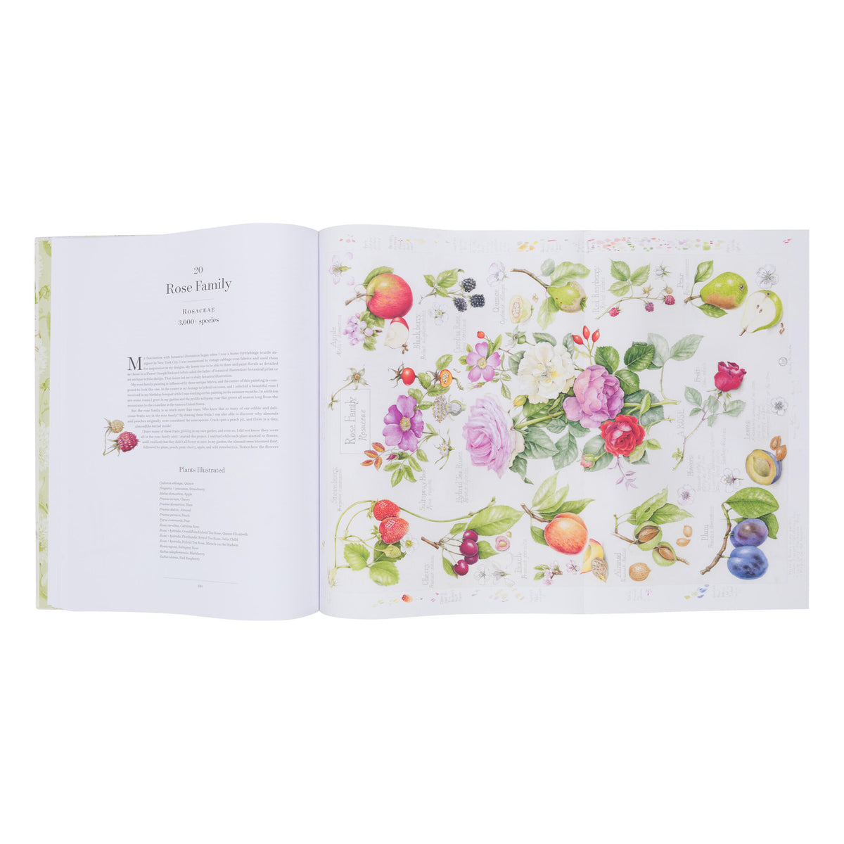 THE ALBUM OF PLANT FAMILIES: AN ILLUSTRATED EXPLORATION OF NATURE'S BEAUTY AND BOUNTY