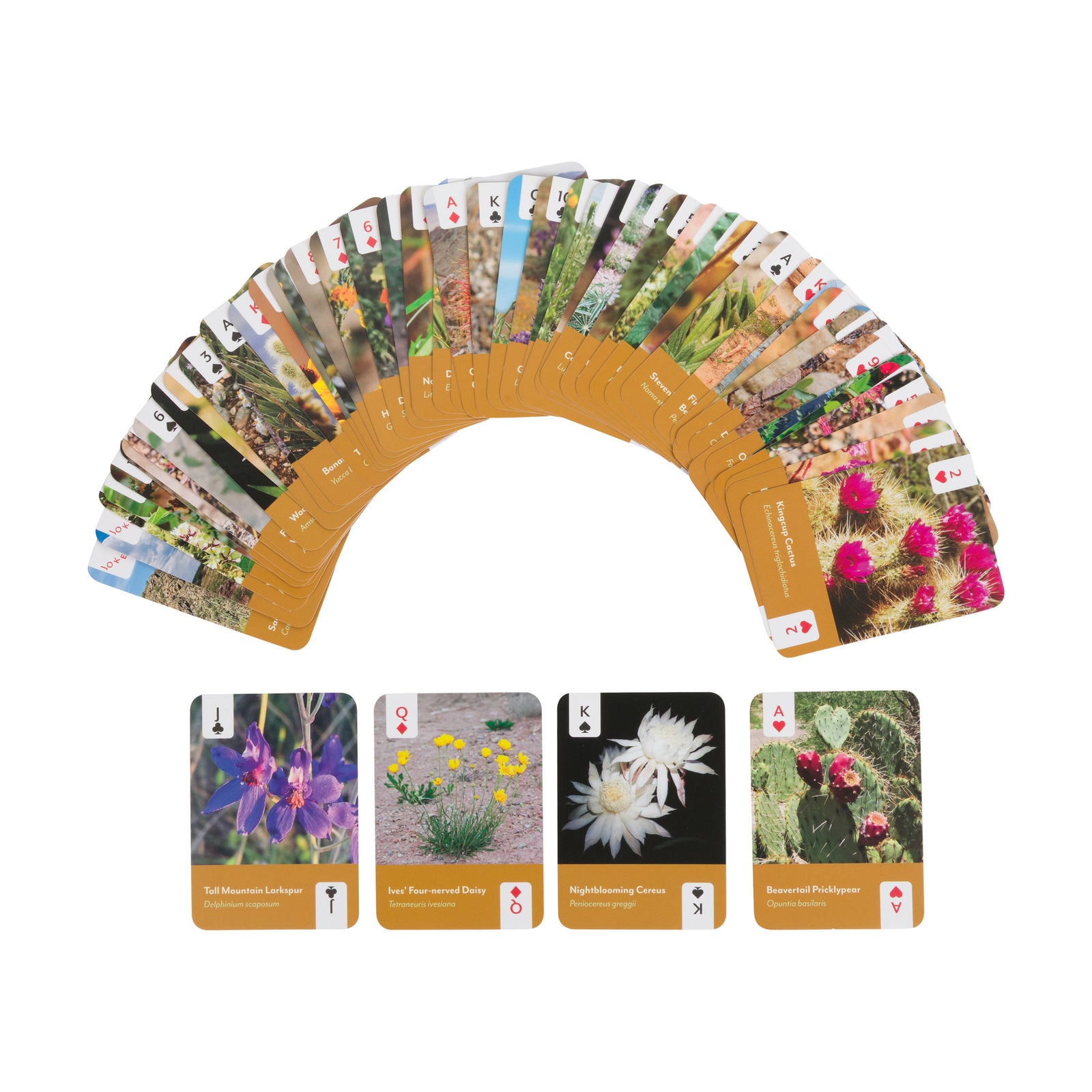 A rectangular card deck box centered on a light gray background. The box is a warm tan/caramel color with pale yellow line-art desert motifs, including a cactus, flowers, and small plants.