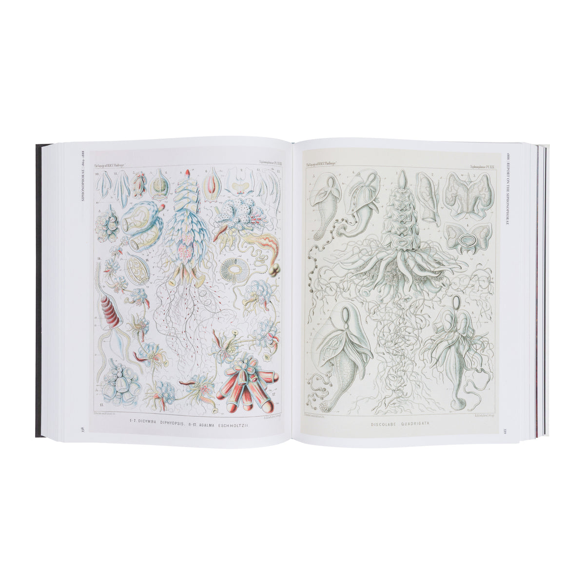 THE ART AND SCIENCE OF ERNST HAECKEL