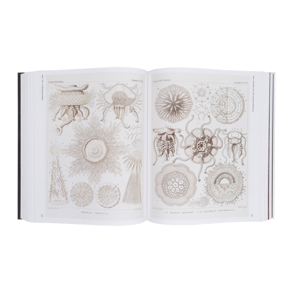 THE ART AND SCIENCE OF ERNST HAECKEL