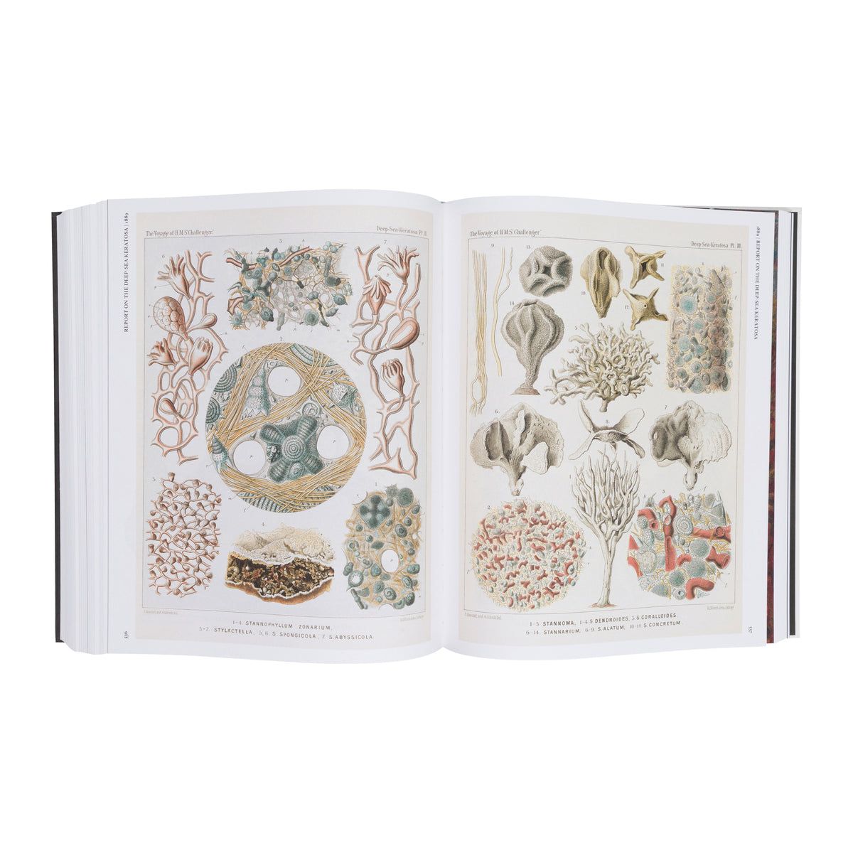 THE ART AND SCIENCE OF ERNST HAECKEL