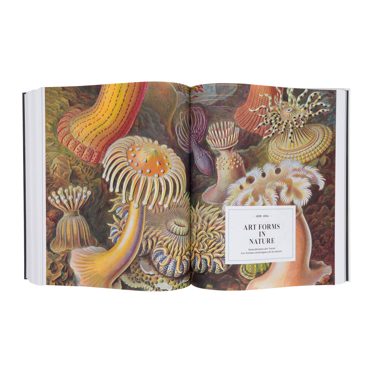 THE ART AND SCIENCE OF ERNST HAECKEL