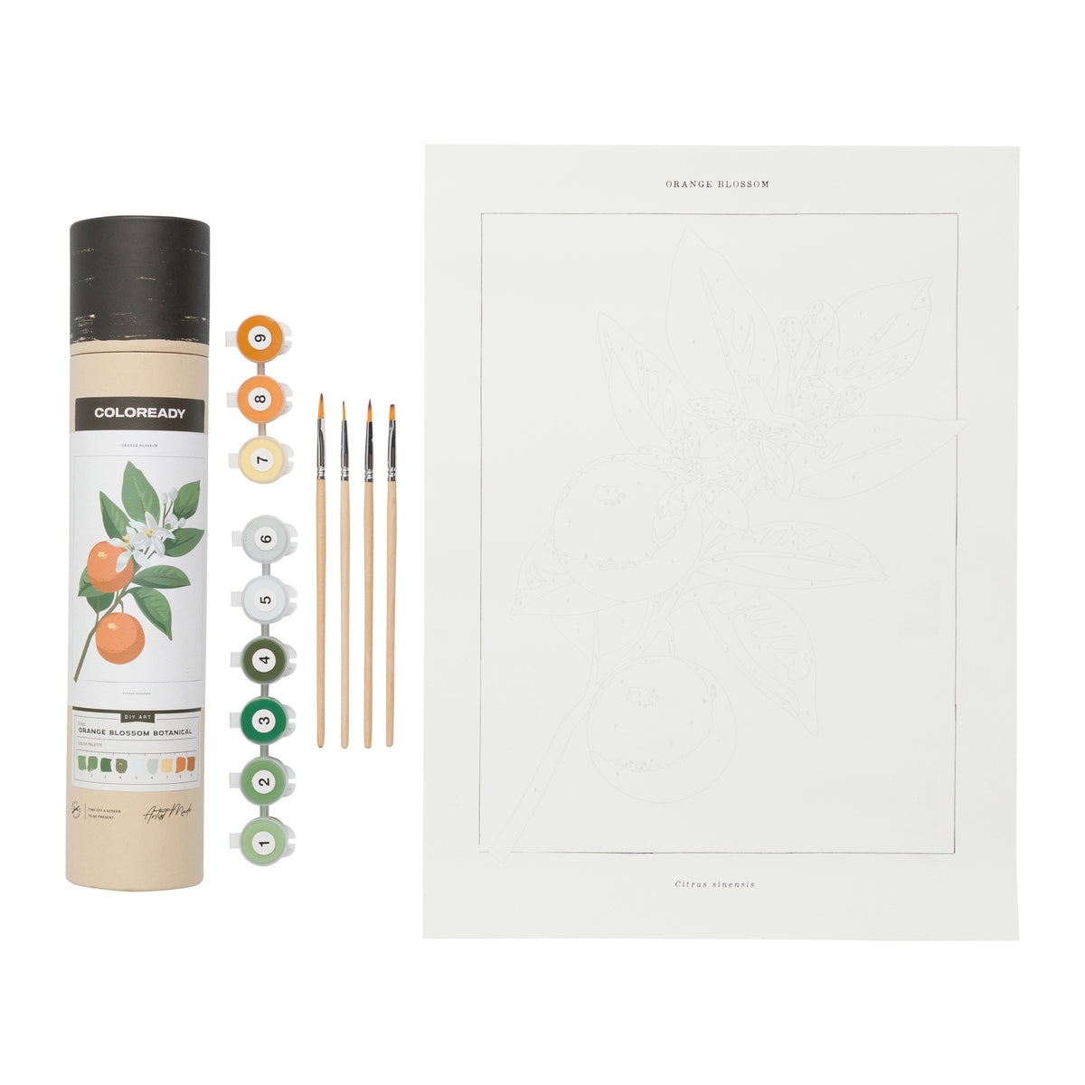 ORANGE BLOSSOM PAINT-BY-NUMBERS KIT