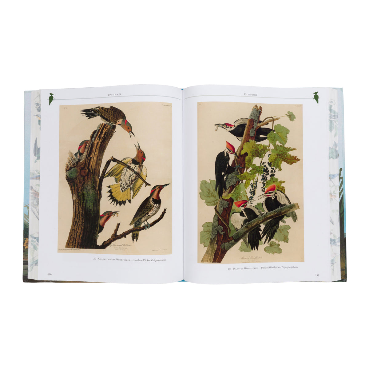AUDUBON'S BIRDS OF AMERICA