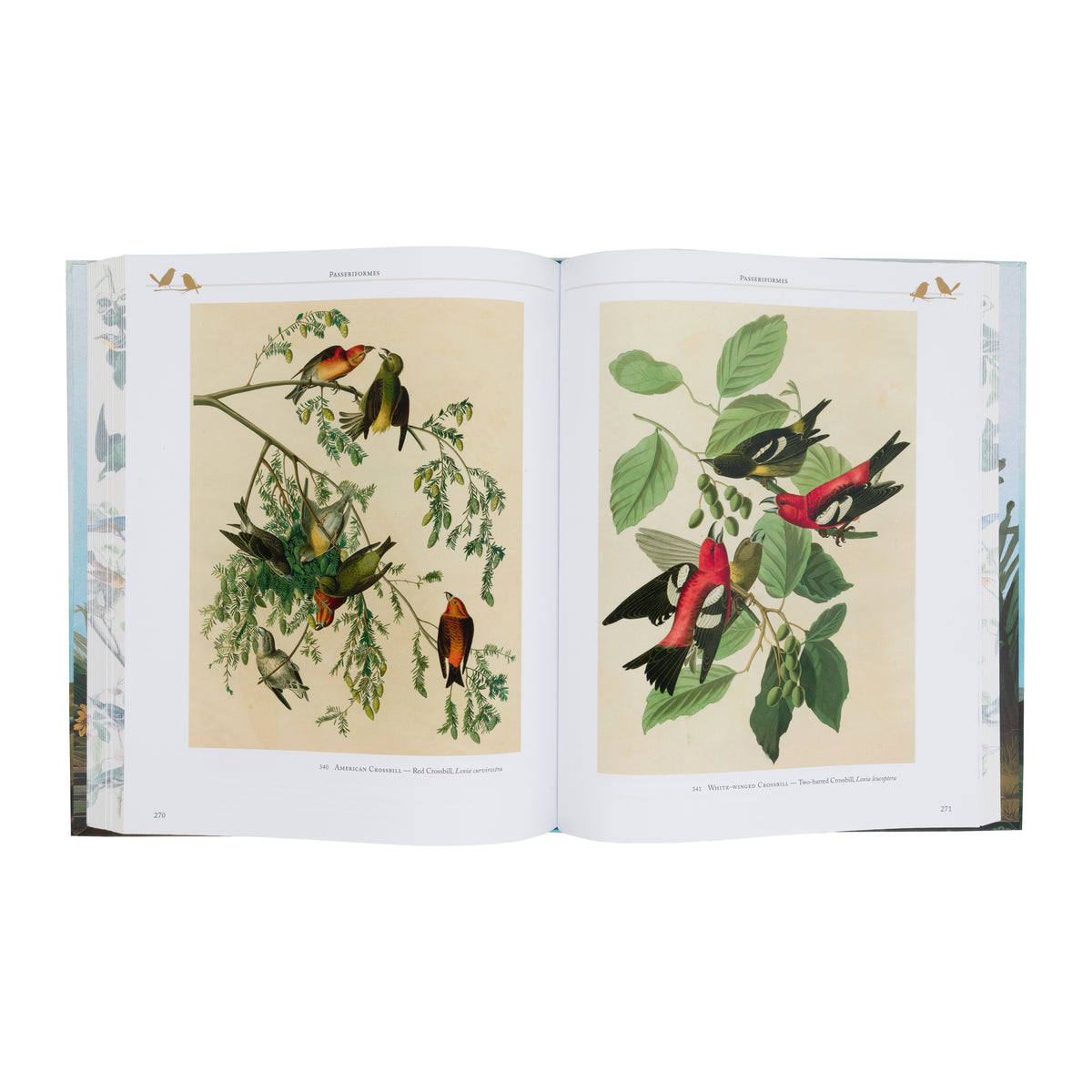 AUDUBON'S BIRDS OF AMERICA
