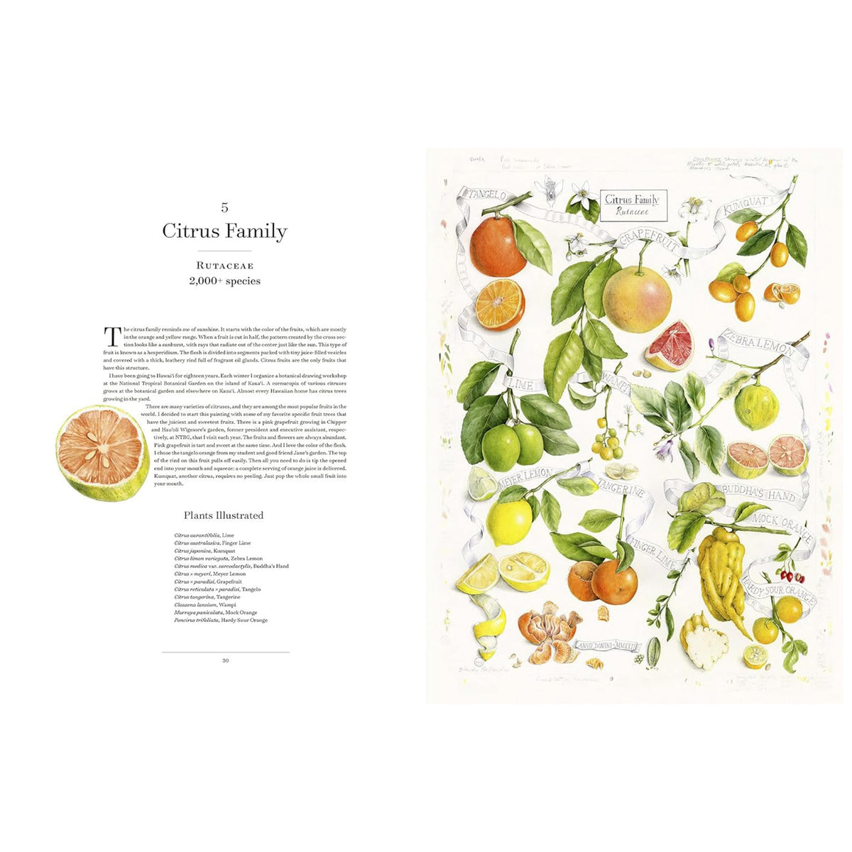 THE ALBUM OF PLANT FAMILIES: AN ILLUSTRATED EXPLORATION OF NATURE'S BEAUTY AND BOUNTY