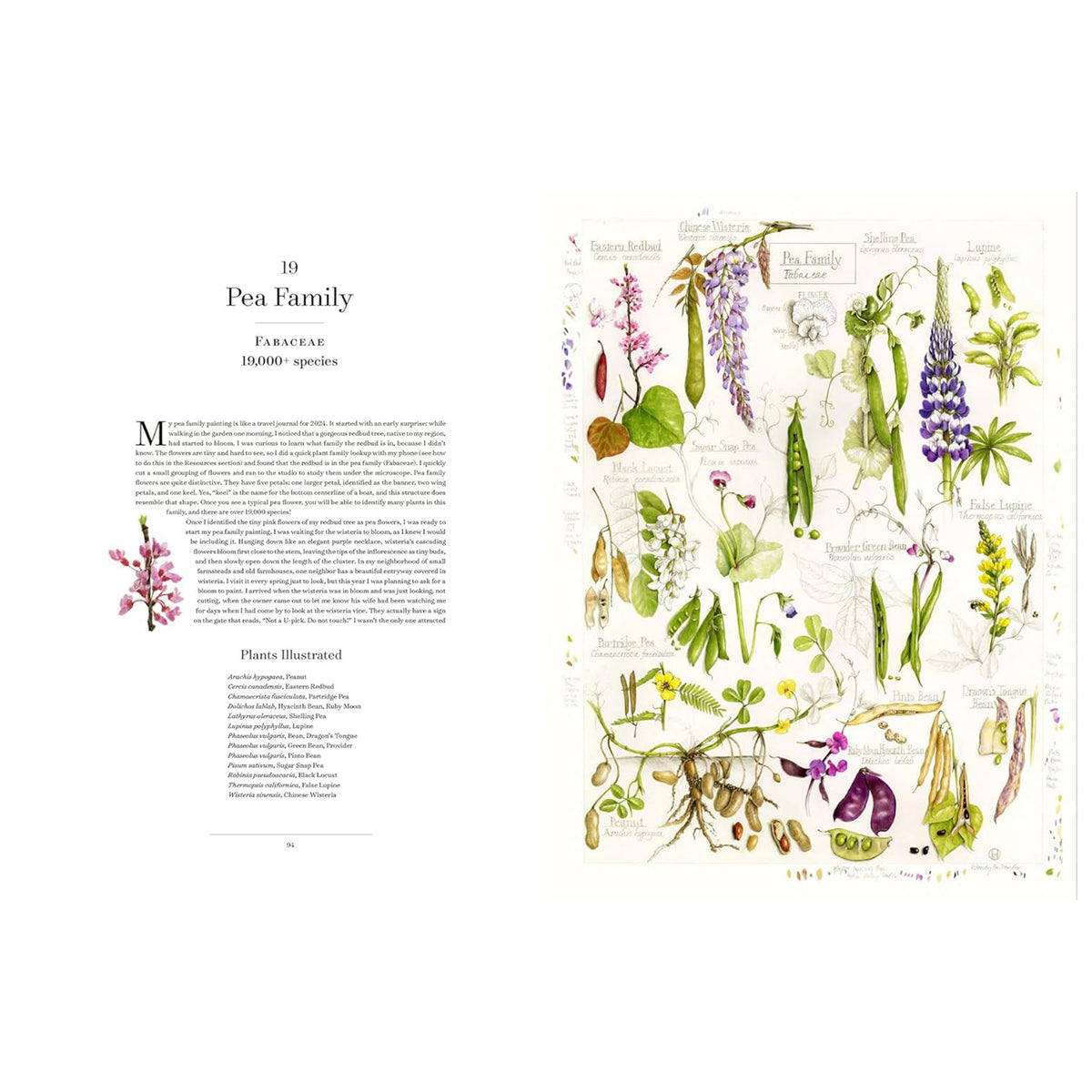 THE ALBUM OF PLANT FAMILIES: AN ILLUSTRATED EXPLORATION OF NATURE'S BEAUTY AND BOUNTY