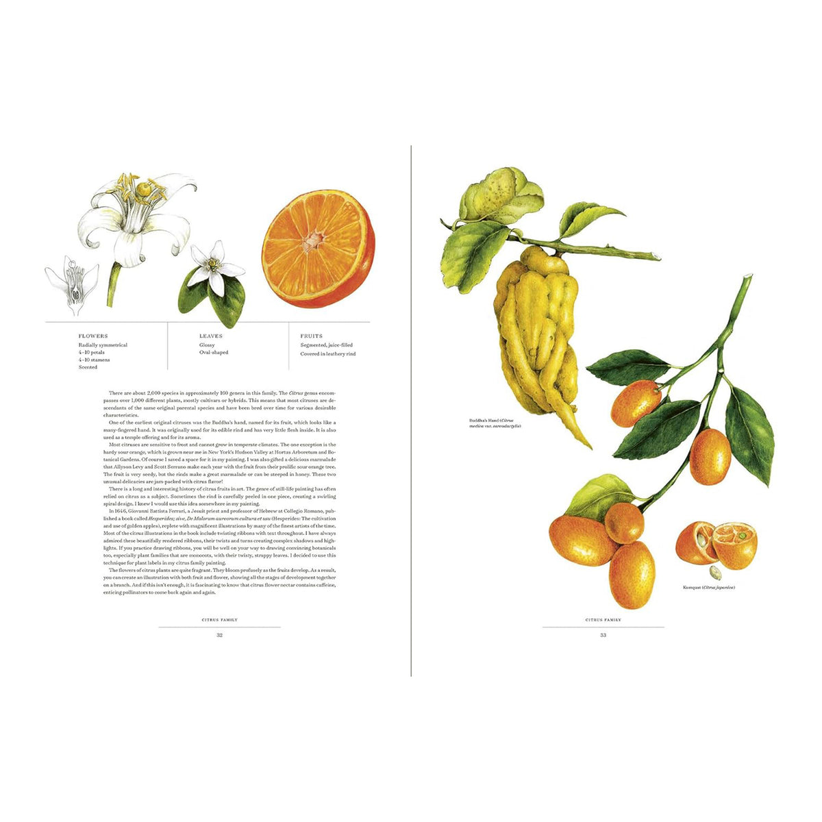 THE ALBUM OF PLANT FAMILIES: AN ILLUSTRATED EXPLORATION OF NATURE'S BEAUTY AND BOUNTY