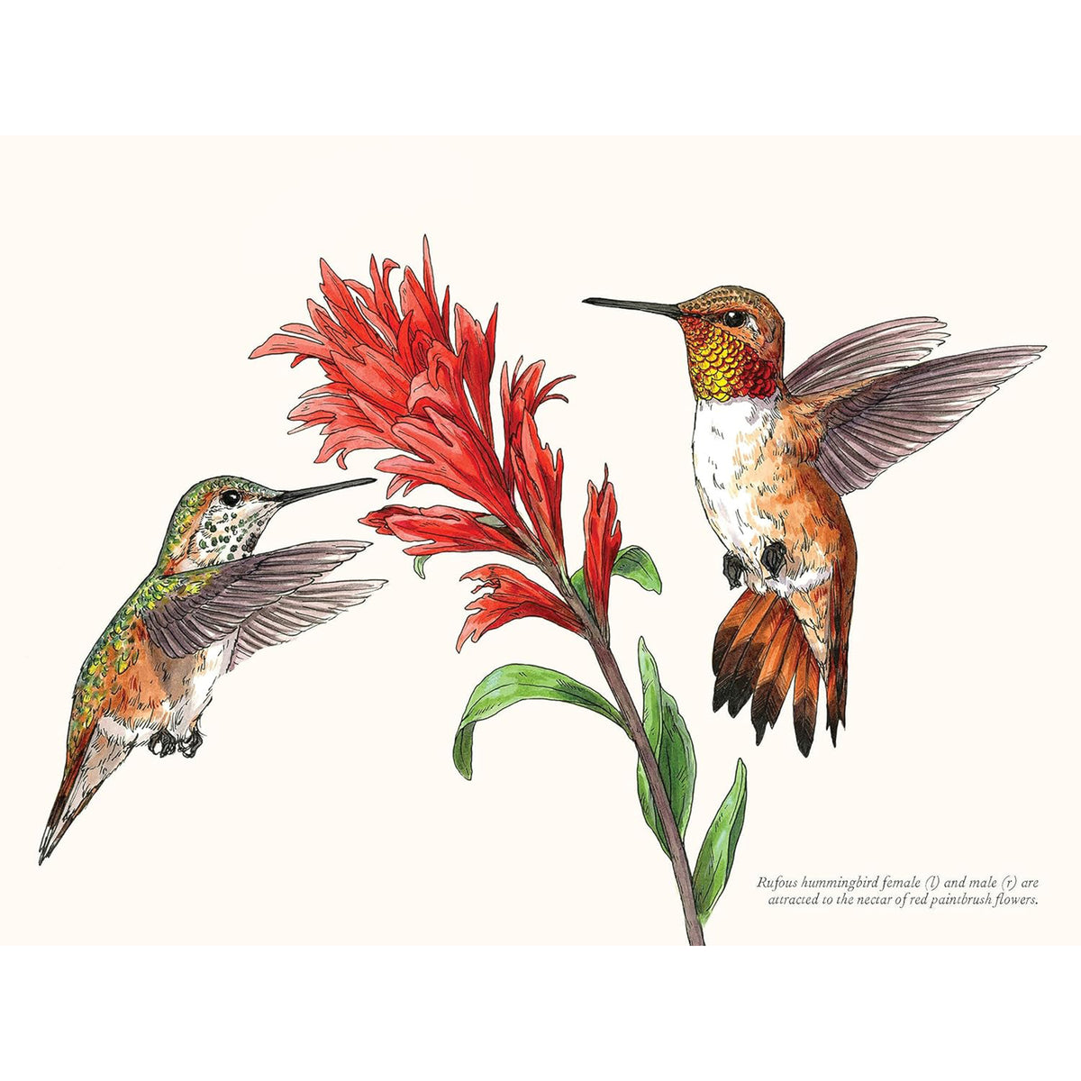 A LITTLE BOOK OF HUMMINGBIRDS