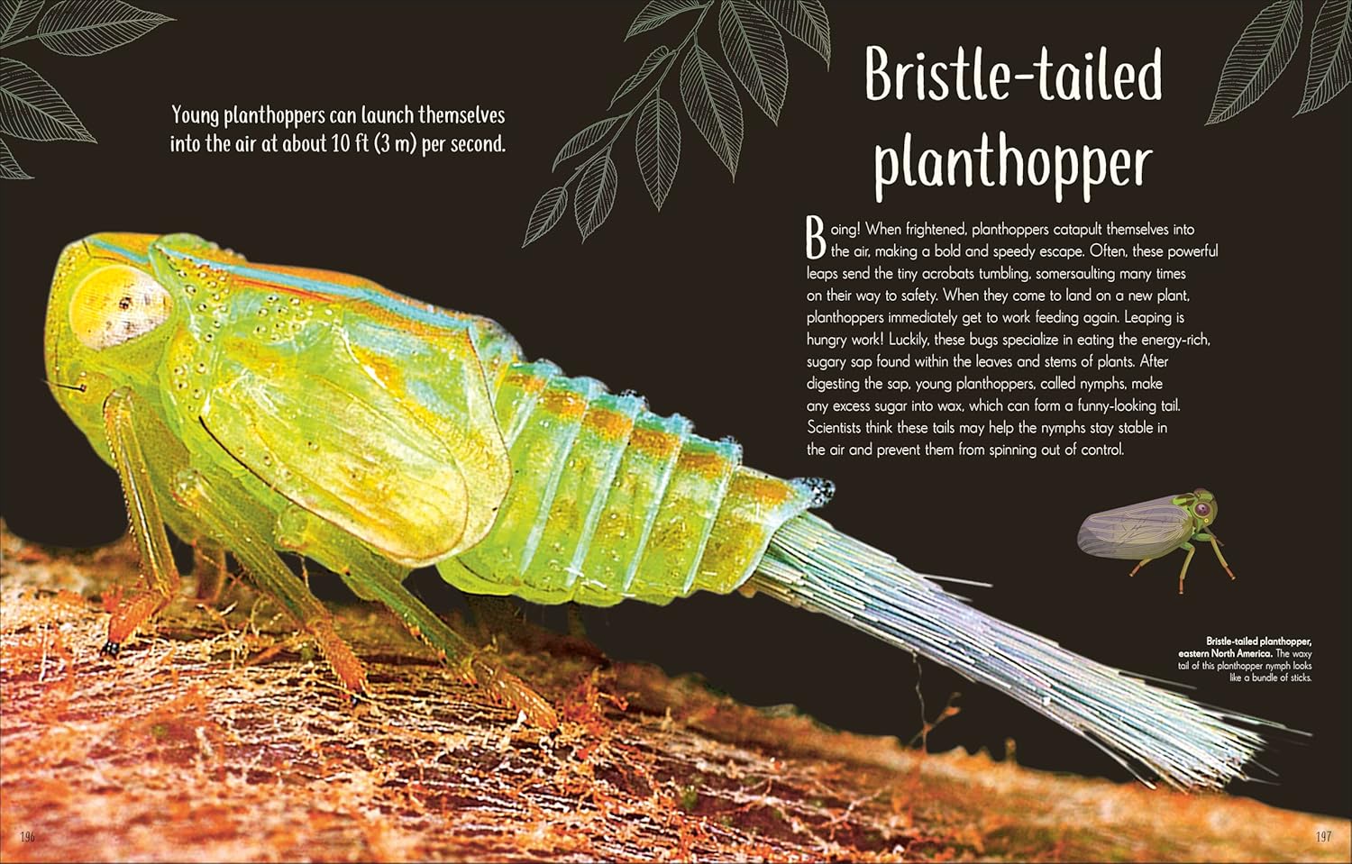 Book cover of An Anthology of Remarkable Bugs with a green cover decorated with illustrations of insects, on a white background.