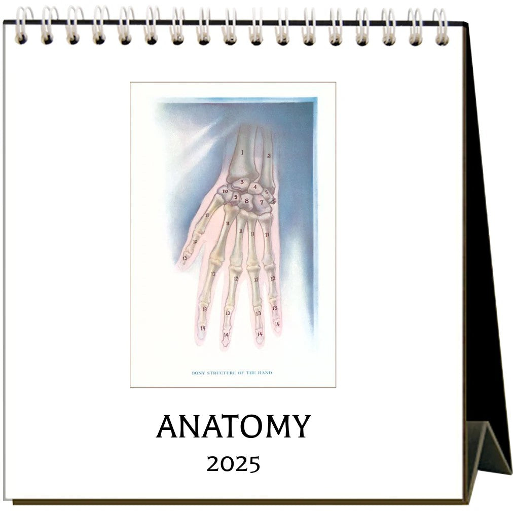 Revealing the inner workings of the human body with medical illustrations from 1890 to 1940. Add's a spooky and scientific touch to any desk, kitchen or dorm room. Printed on acid-free, natural white, heavy cardstock Dimensions: 6” x 7” x 3” when expanded. Made in the USA.