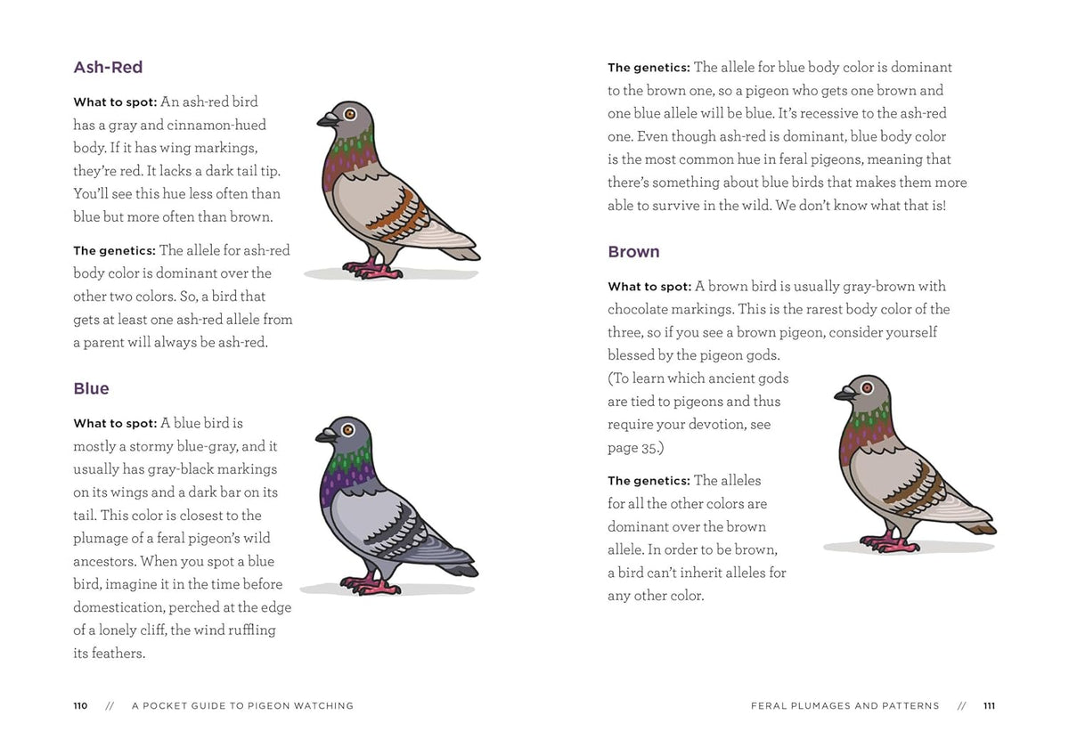 A POCKET GUIDE TO PIGEON WATCHING