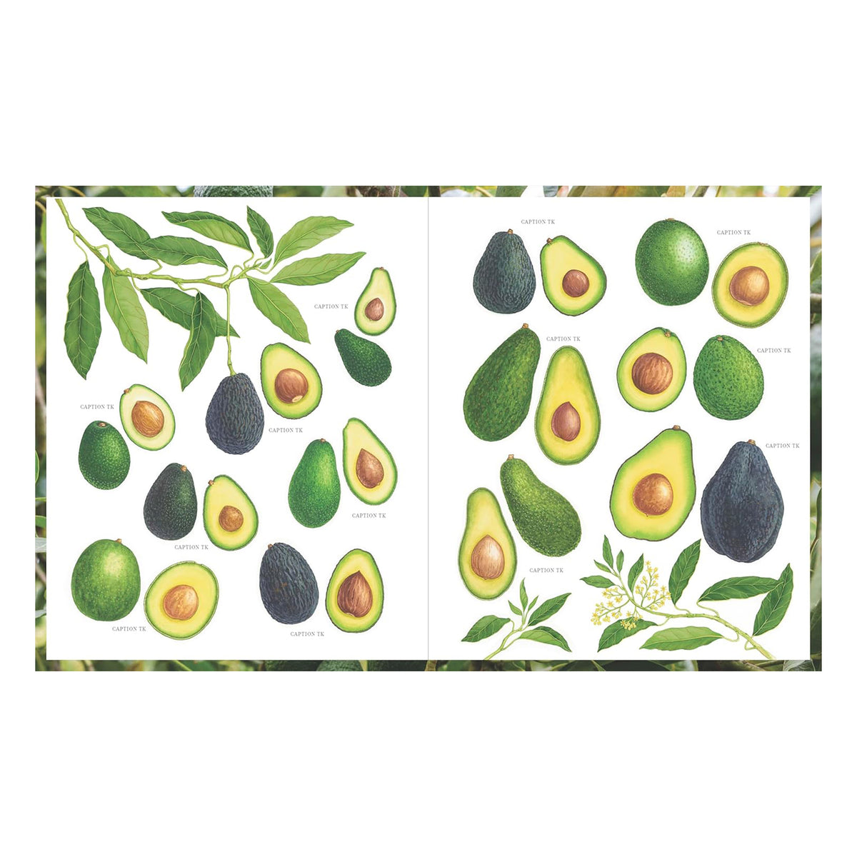 THE APRICOT LANE FARMS COOKBOOK