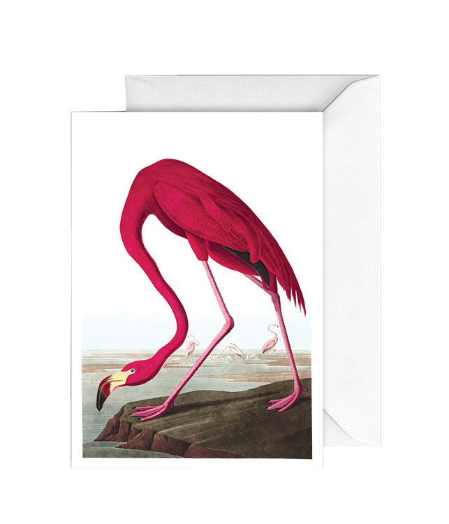 AUDUBON FLAMINGO BLANK NOTECARD