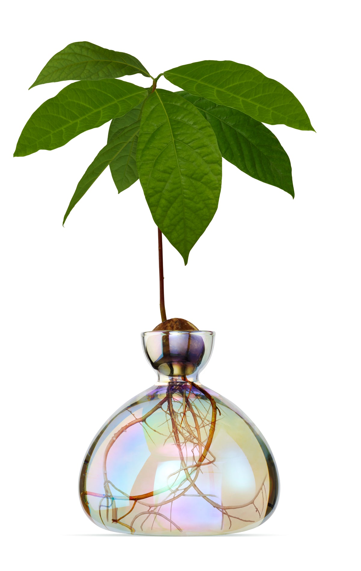 Try growing your own avocados with this iridescent vase. When you use this vase to grow an avocado plant at home, you can watch as your avocado seed matures into a sapling over time. Includes a 36-page handbook with detailed steps for germinating the seed and growing the avocado plant. 6 x 6".