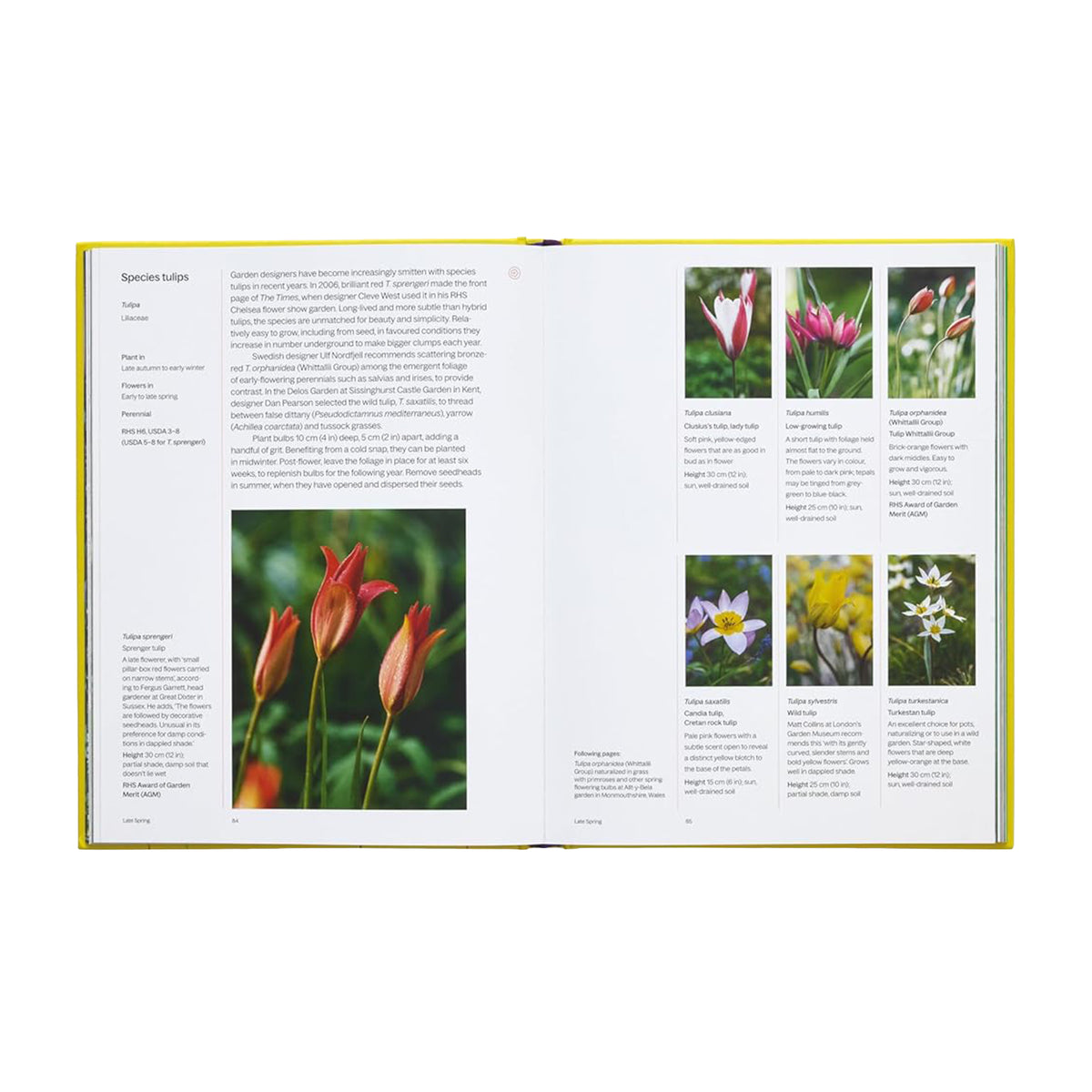 A YEAR IN BLOOM: FLOWERING BULBS FOR EVERY SEASON