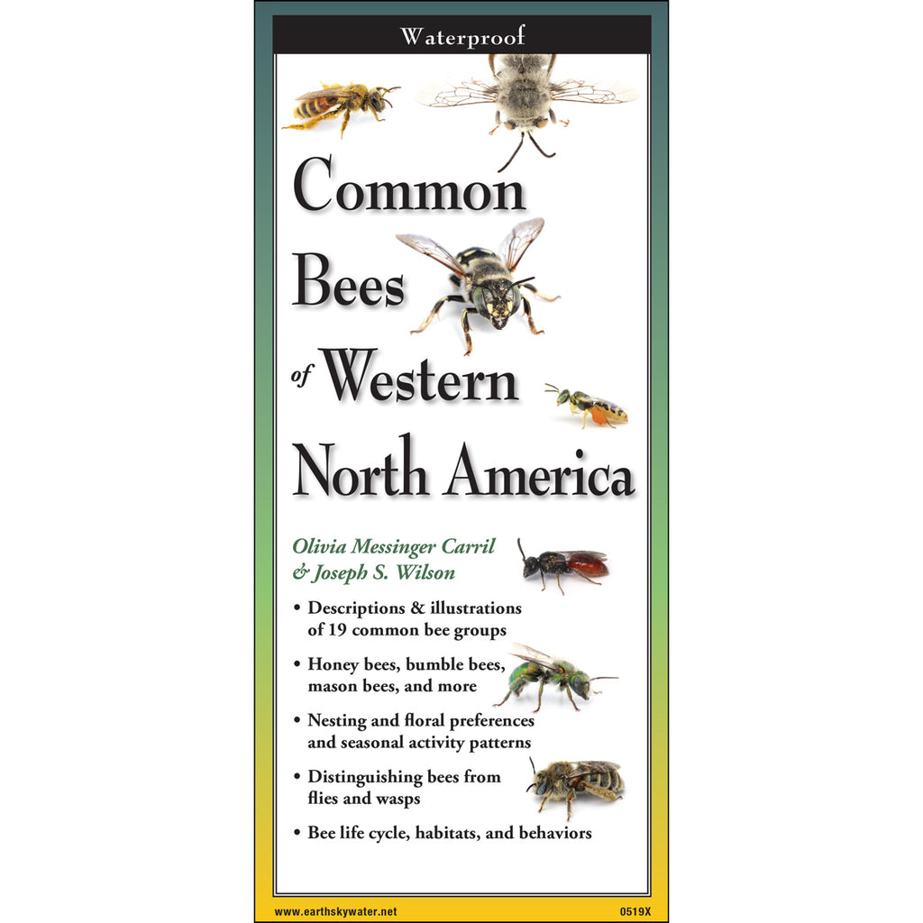 This handy field guide contains descriptions & multiple illustrations of 20 common bee groups, Includes honeybees, bumble bees, mason bees, and more. With information on nesting, floral preferences and seasonal activity patterns as well as explanations on bee behavior. Size folded: 4" x 9".