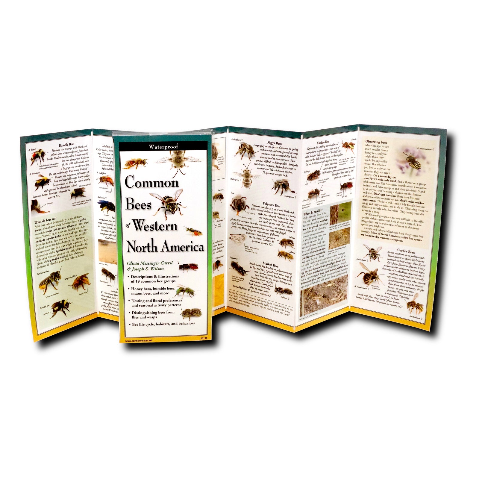 This handy field guide contains descriptions & multiple illustrations of 20 common bee groups, Includes honeybees, bumble bees, mason bees, and more. With information on nesting, floral preferences and seasonal activity patterns as well as explanations on bee behavior. Size folded: 4" x 9".