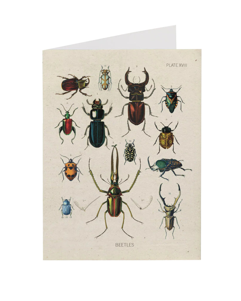 This entomology specimen notecard features a colorful collection of vintage beetle sketches on a natural, recycled paper card. Recycled paper notecard Envelope included Blank inside for your own message. Dimensions: 4.5" x 6".