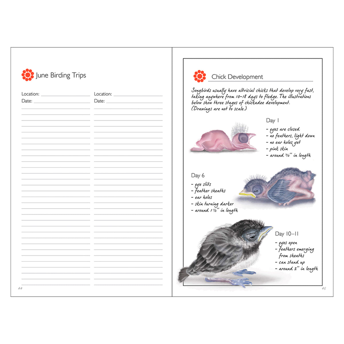 BIRDING JOURNAL