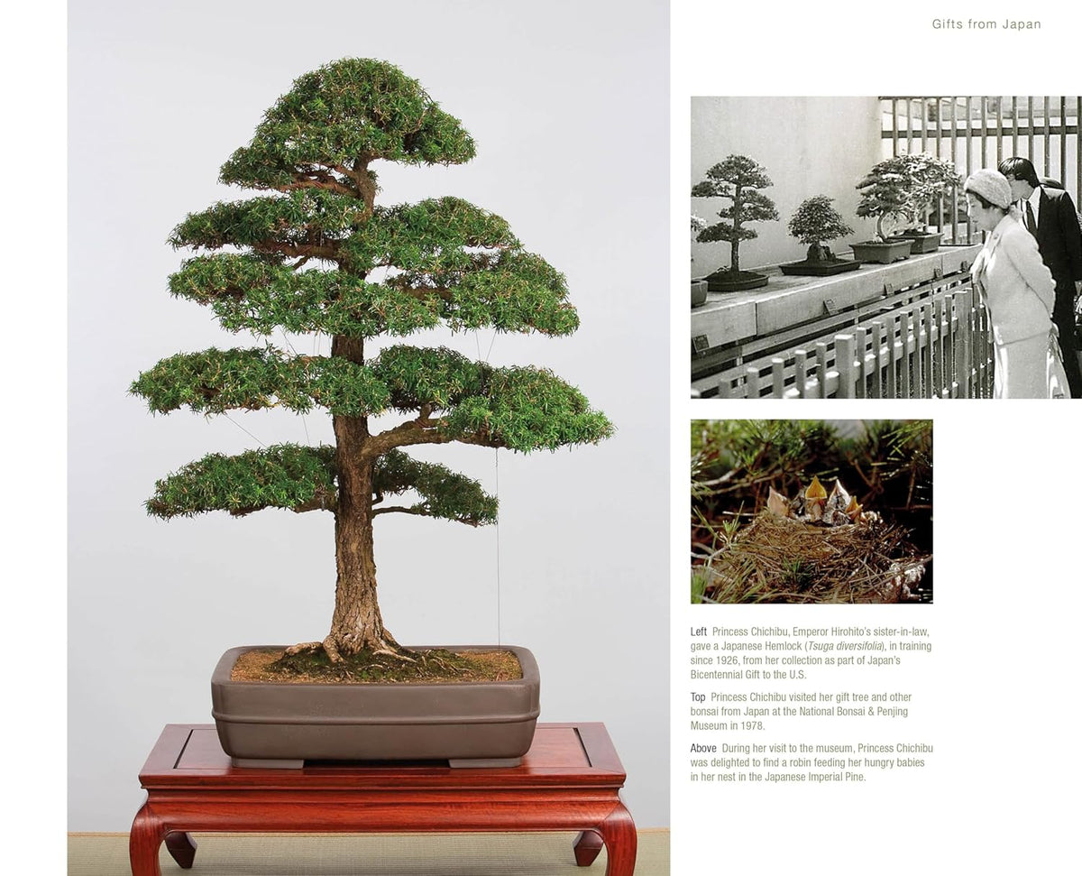 BONSAI AND PENJING: AMBASSADORS OF PEACE & BEAUTY