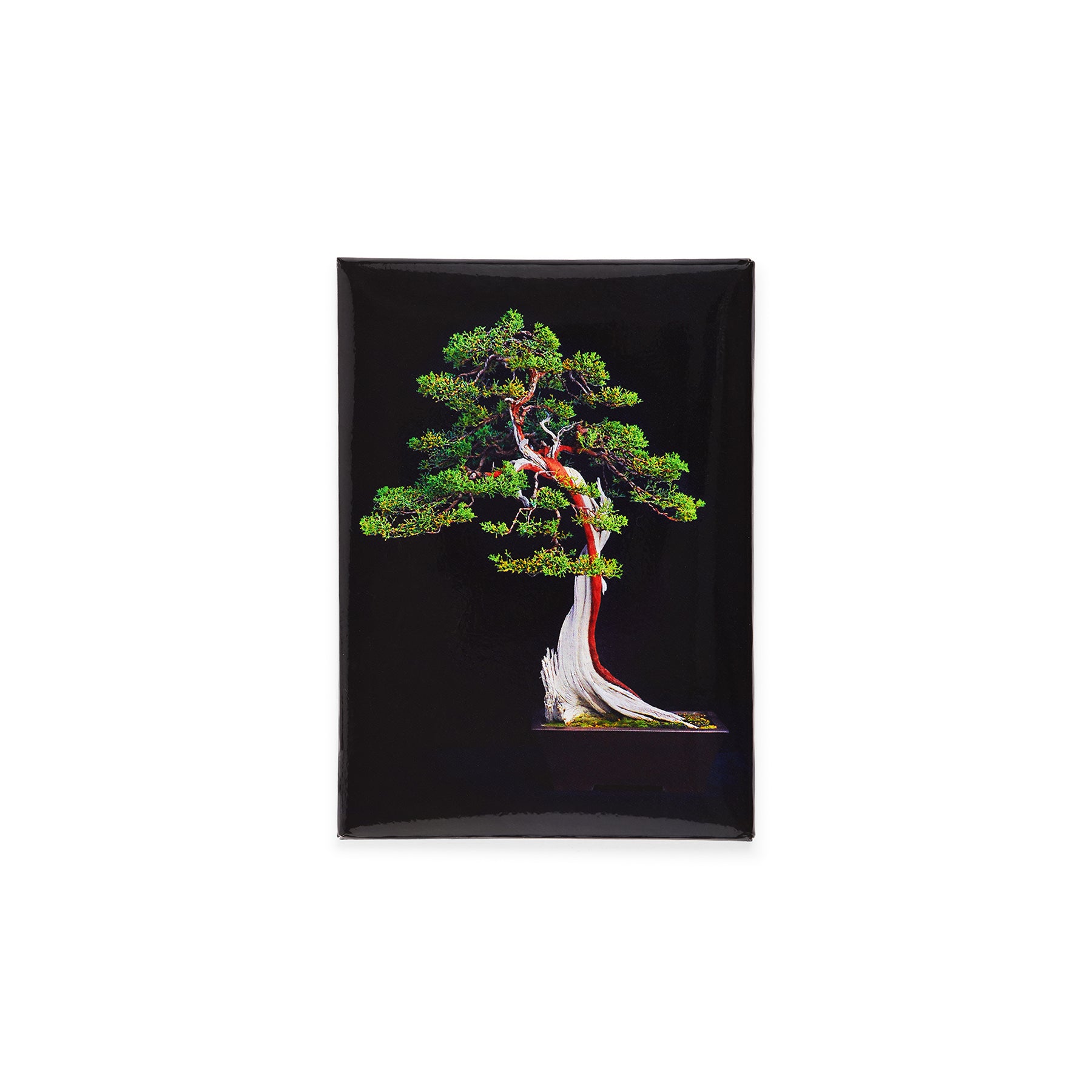 bonsai tree fridge CALIFORNIA JUNIPER BONSAI MAGNET