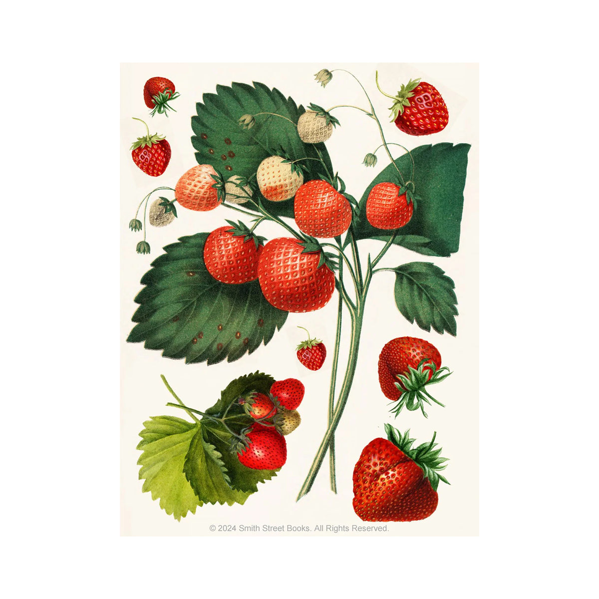 CUT-OUT CURIOSITIES: BOTANICA: A COLLAGE BOOK