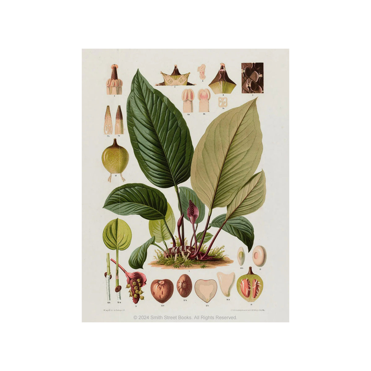 CUT-OUT CURIOSITIES: BOTANICA: A COLLAGE BOOK