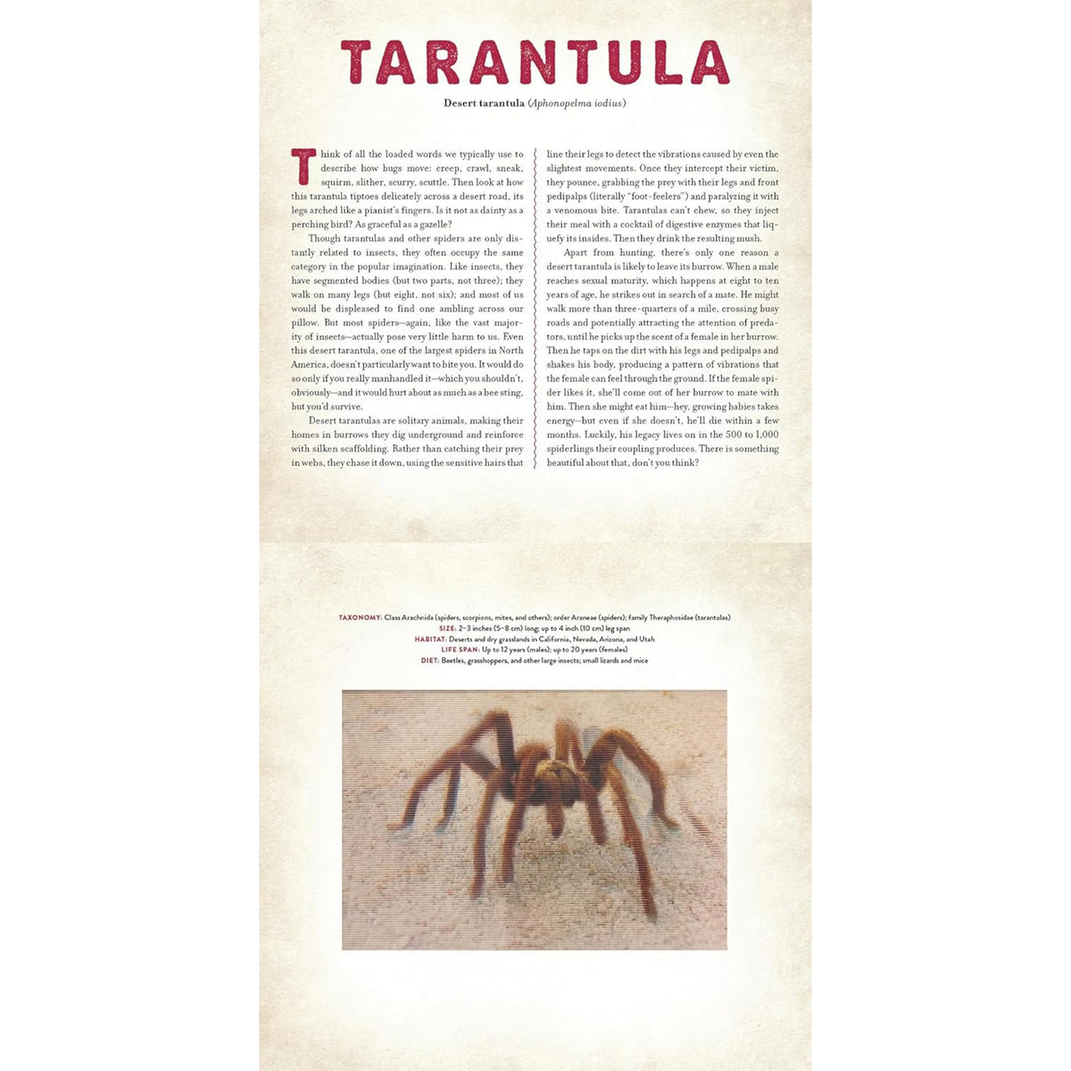 BUGS: A PHOTICULAR BOOK