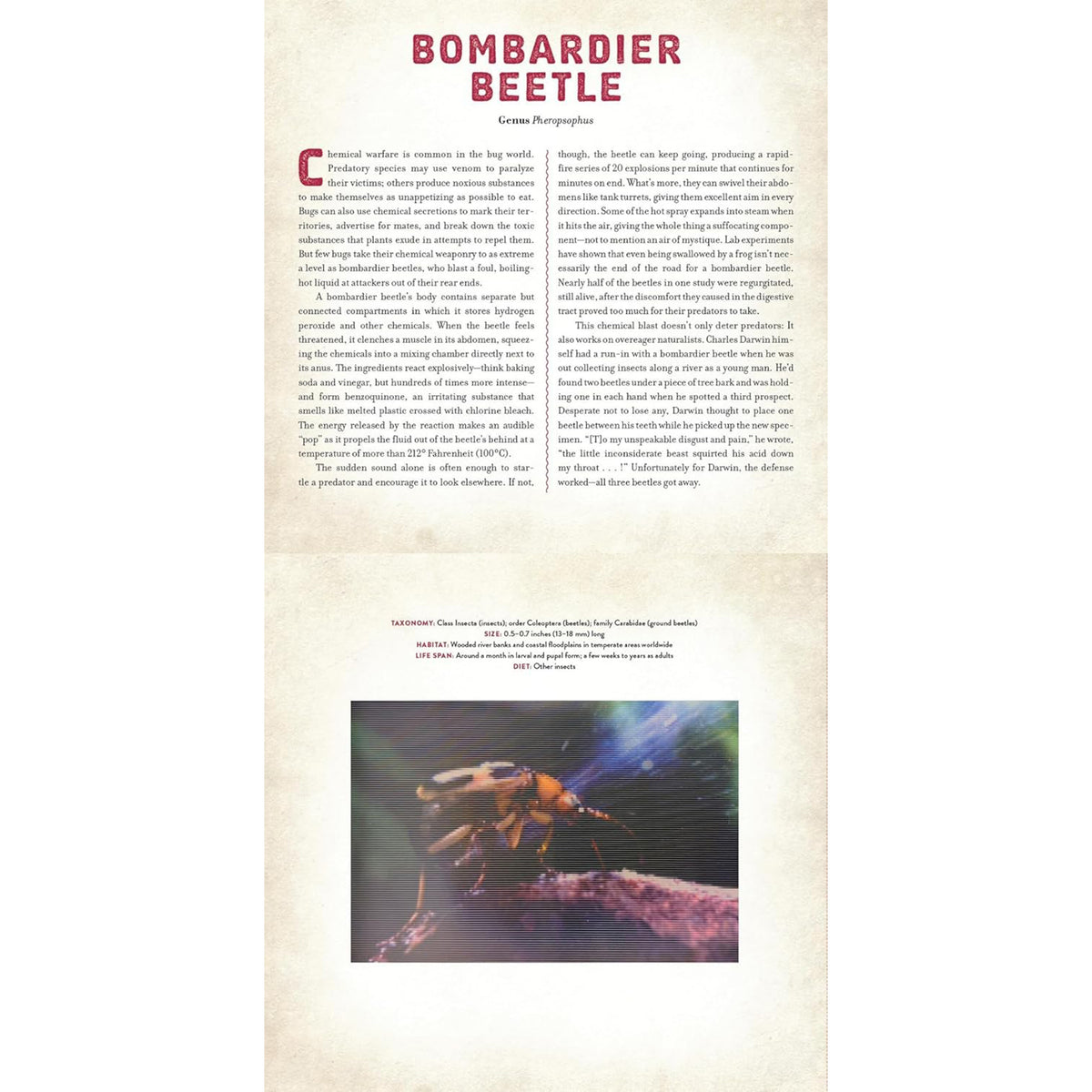 BUGS: A PHOTICULAR BOOK