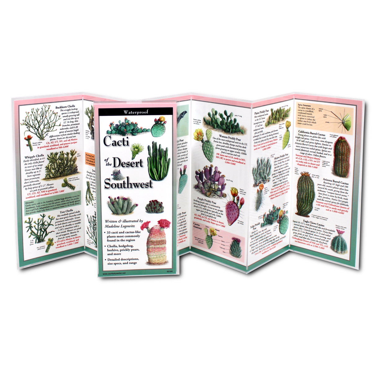 This easy to use, easy to carry guide offers instant access to what you need to know about the most common cacti of the four main deserts of the American southwest: Sonoran, Chihuahuan, Mojave, and Great Basin, as well as prairies, woodlands, and high mountain habitats. Fold-out format. 4″ X 9″. Waterproof lamination.